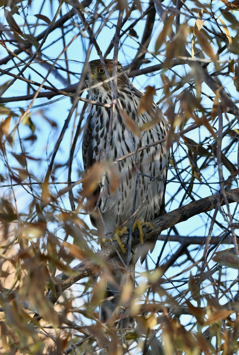 Cooper's Hawk - ML277590311