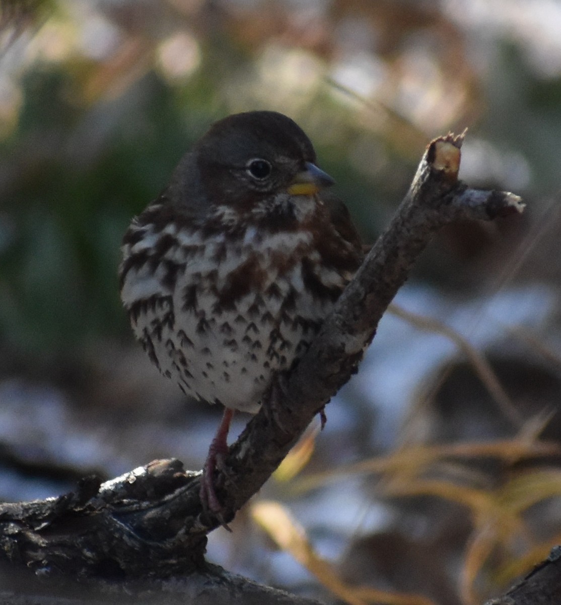 Fox Sparrow - ML277590581