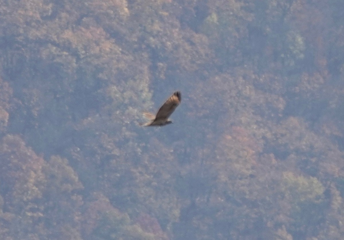 Red-shouldered Hawk - ML277590881