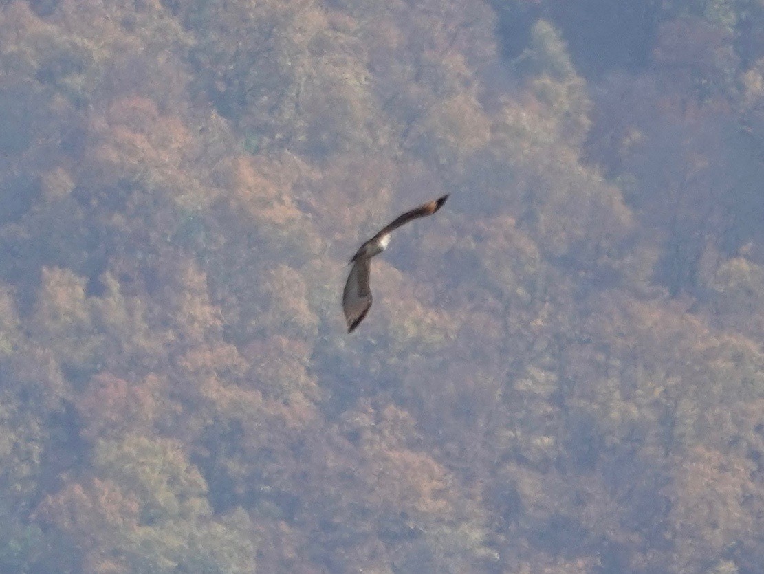 Red-shouldered Hawk - ML277590911