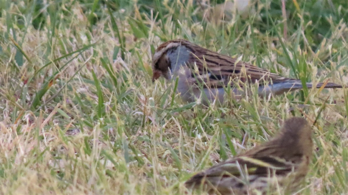 Chipping Sparrow - Lena Hayashi