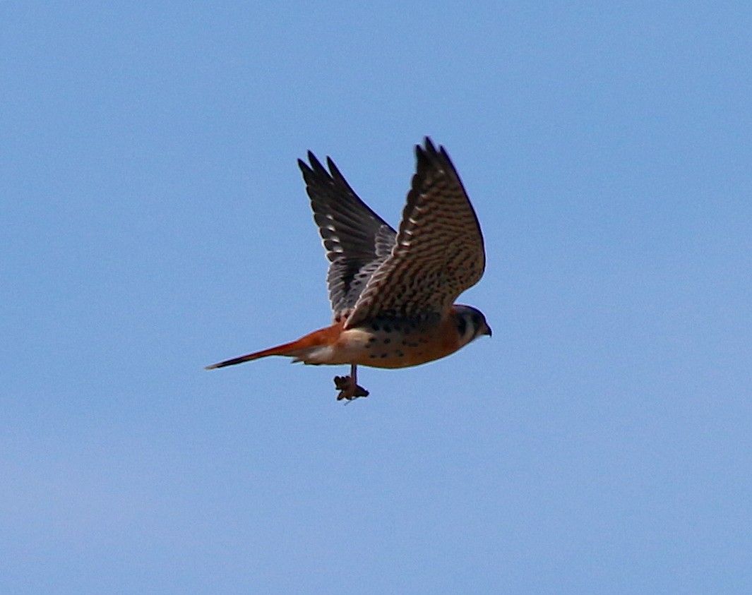 American Kestrel - ML277592891