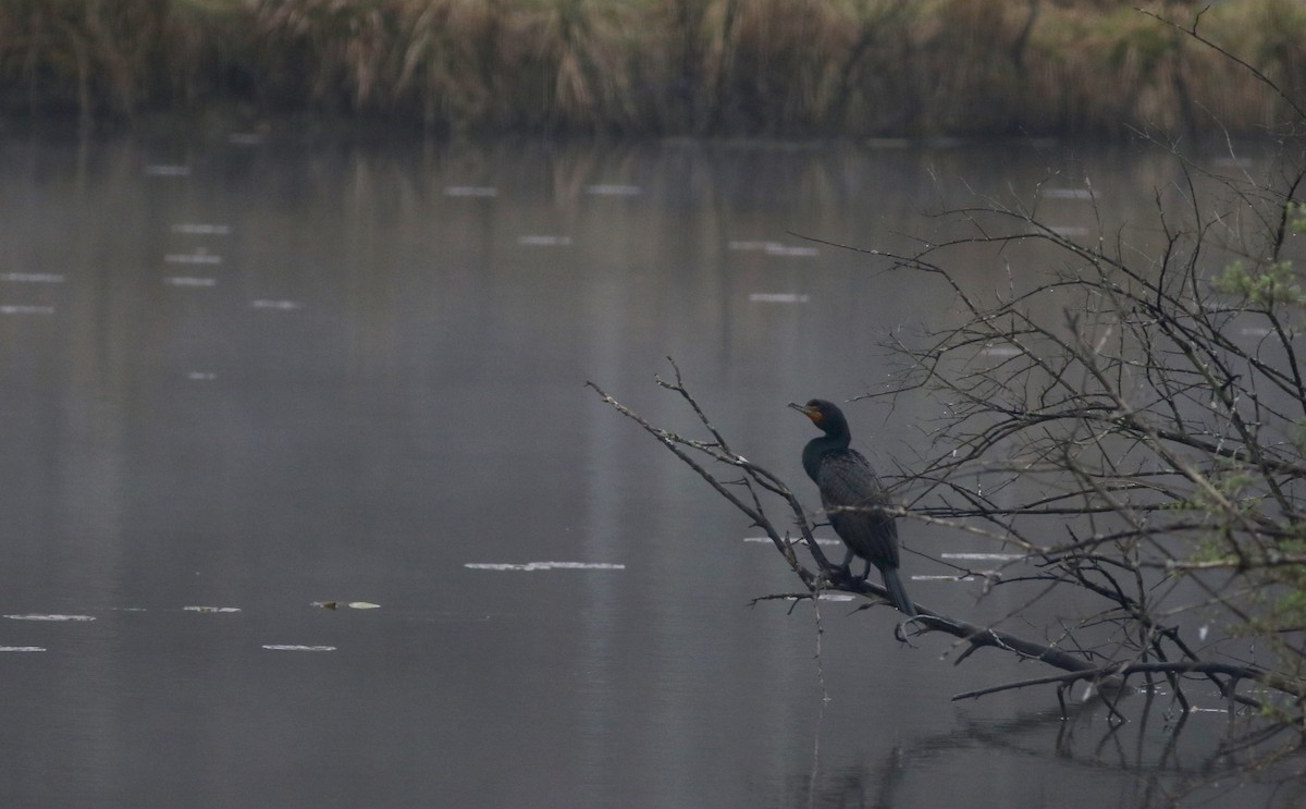 Double-crested Cormorant - Jay McGowan