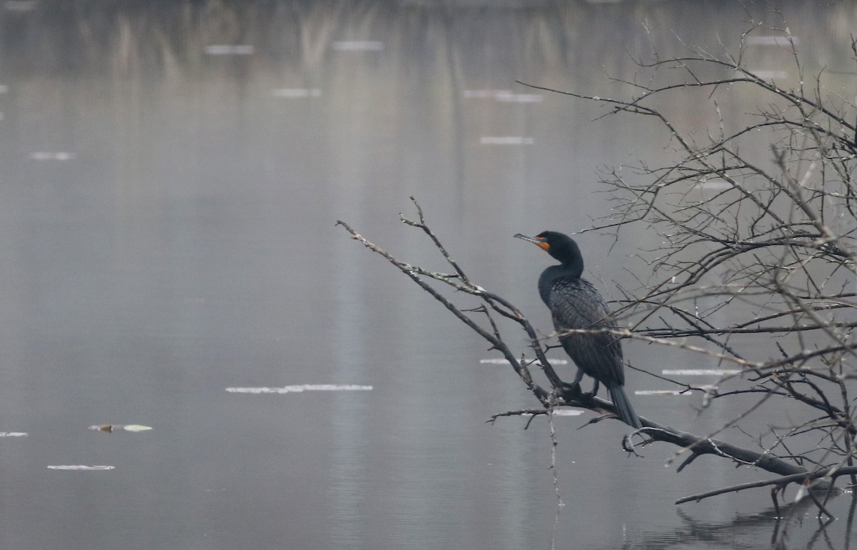 Double-crested Cormorant - Jay McGowan