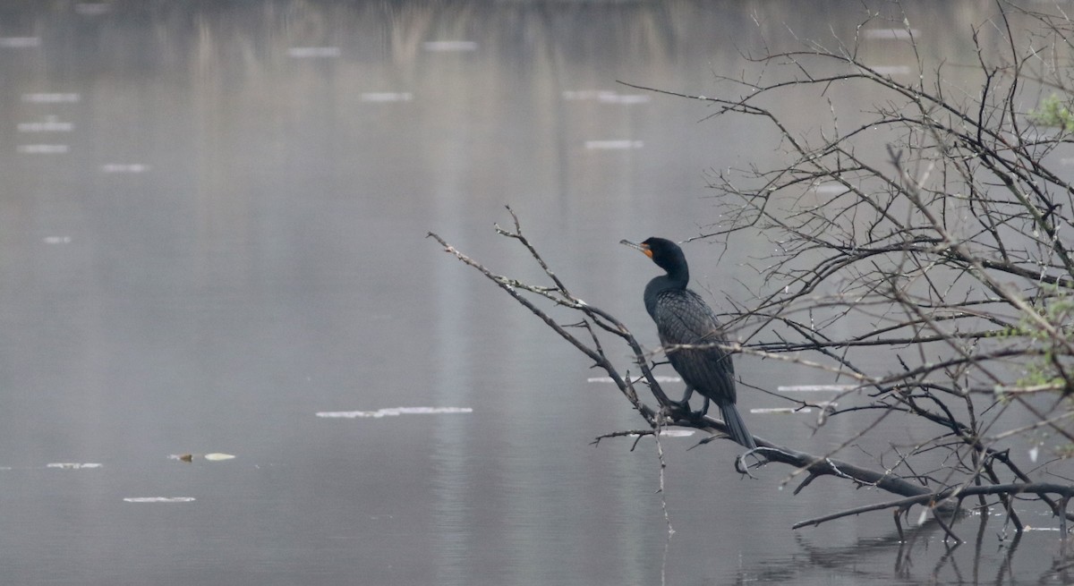 Double-crested Cormorant - ML27759401