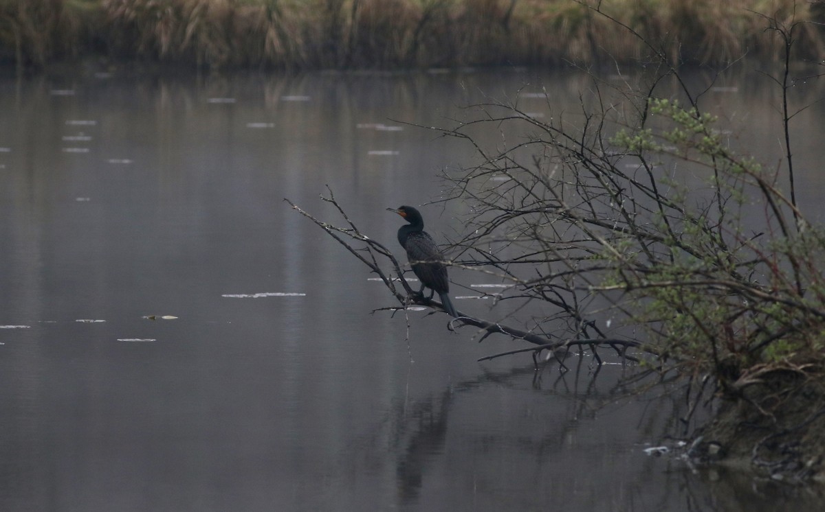 Double-crested Cormorant - ML27759411