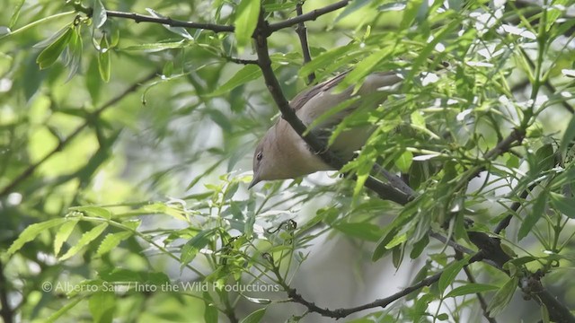 Garden Warbler - ML277594891