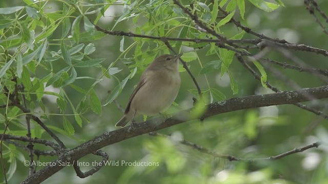 Garden Warbler - ML277594931