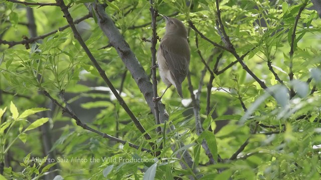 Garden Warbler - ML277595021