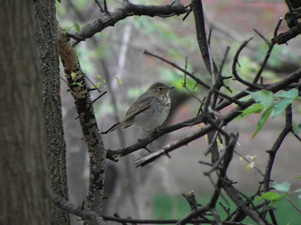 Swainson's Thrush - ML27759531