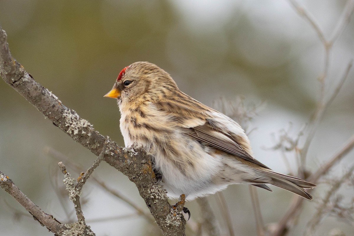 Common Redpoll - ML277596271