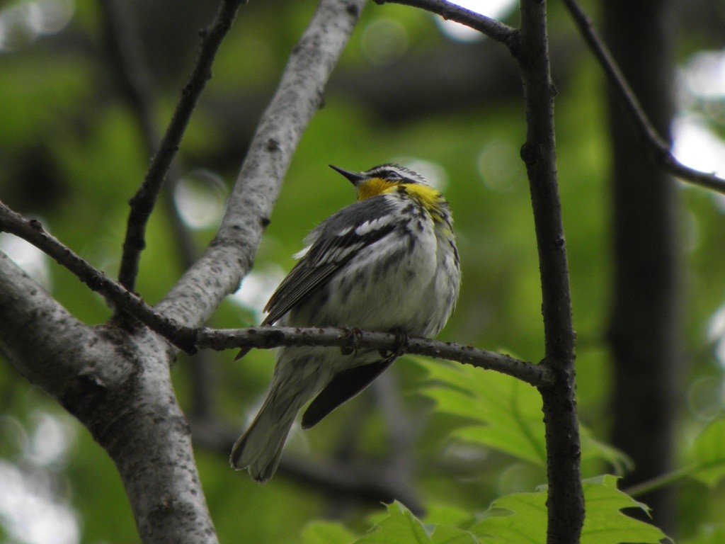 Yellow-throated Warbler - ML27759681