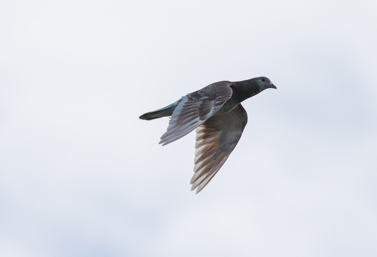 Rock Pigeon (Feral Pigeon) - ML277597171