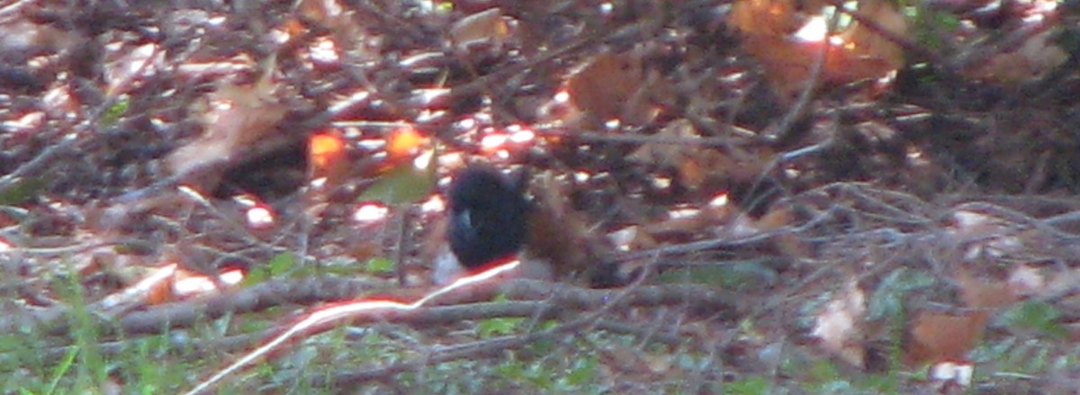 Eastern Towhee - ML27759881