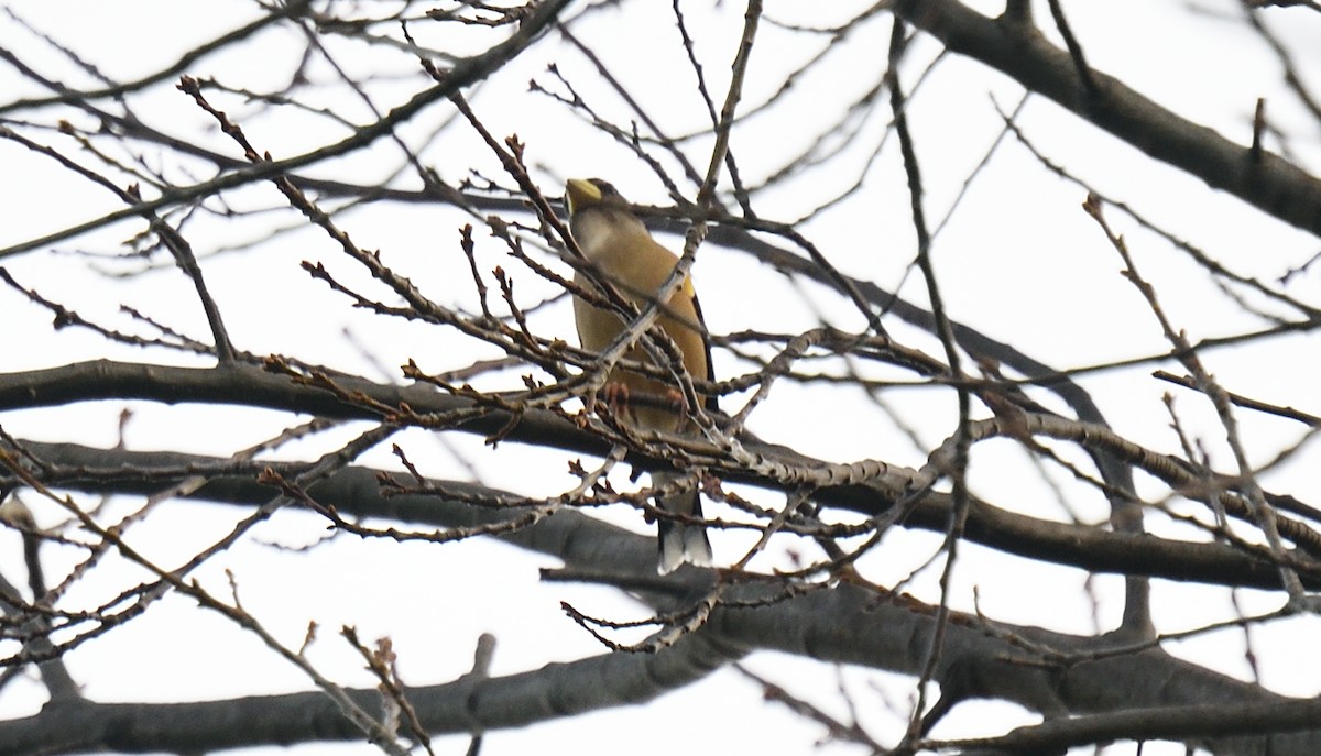 Evening Grosbeak - ML277598811