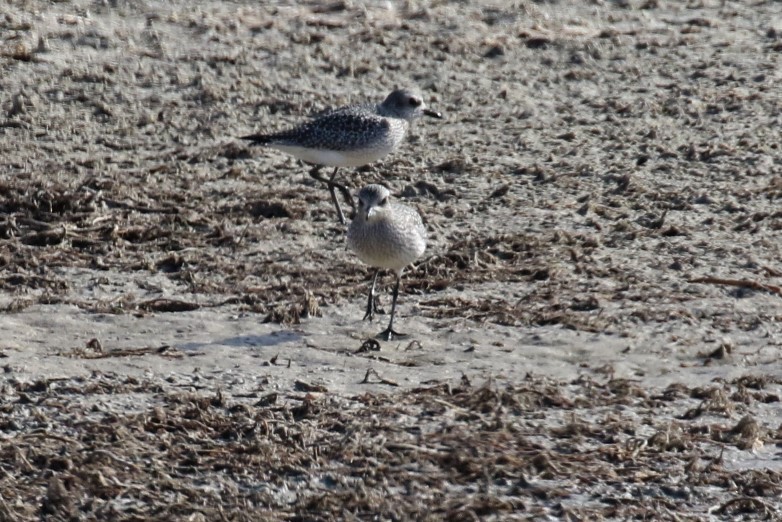 Black-bellied Plover - ML277599591