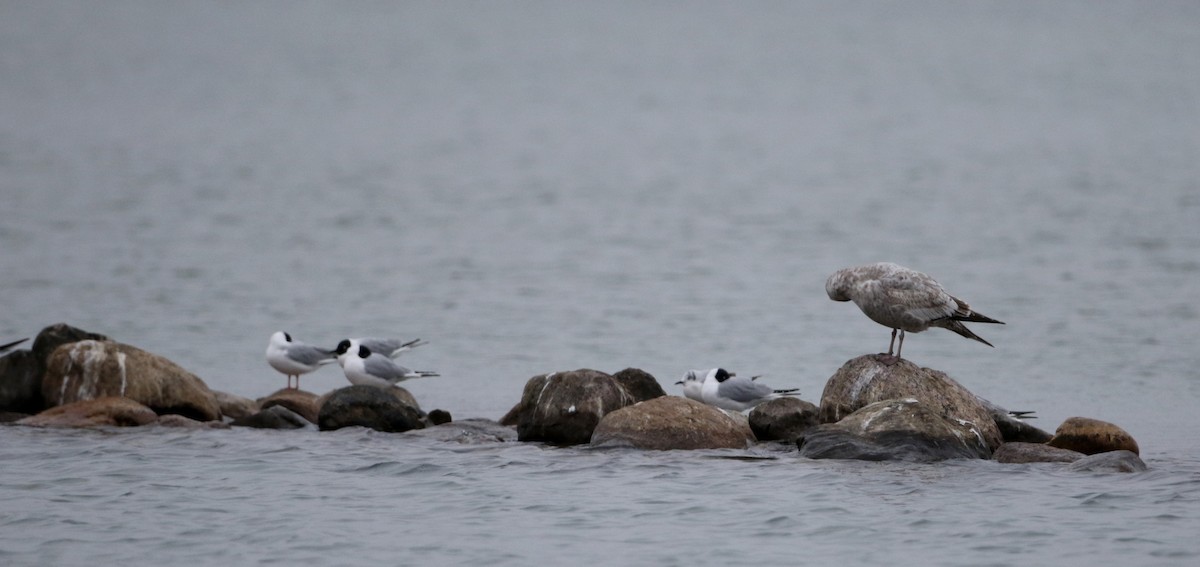 Bonaparte's Gull - ML27760211