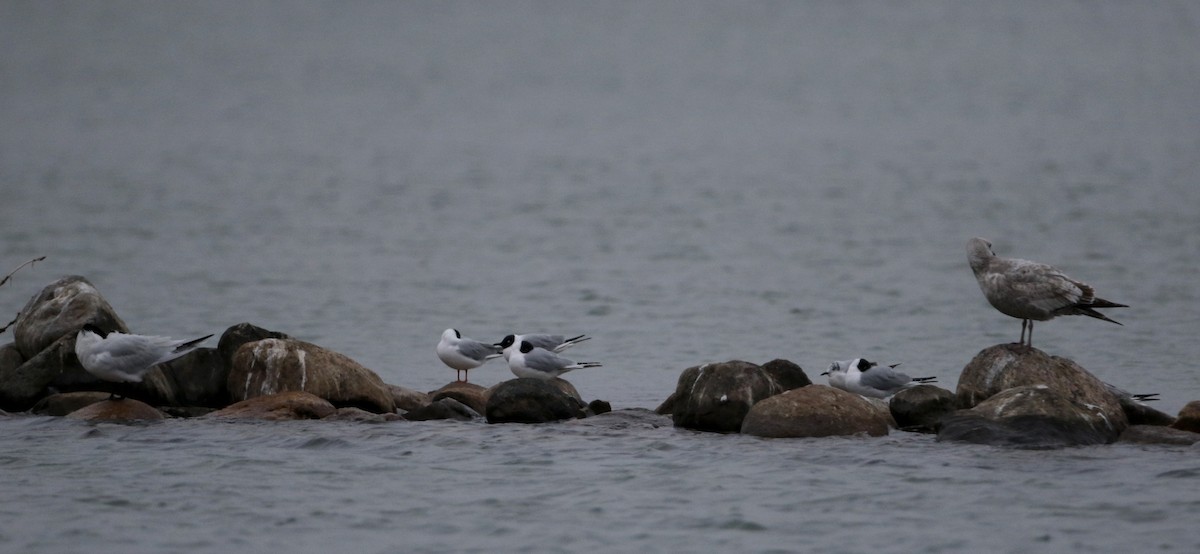 Bonaparte's Gull - ML27760221