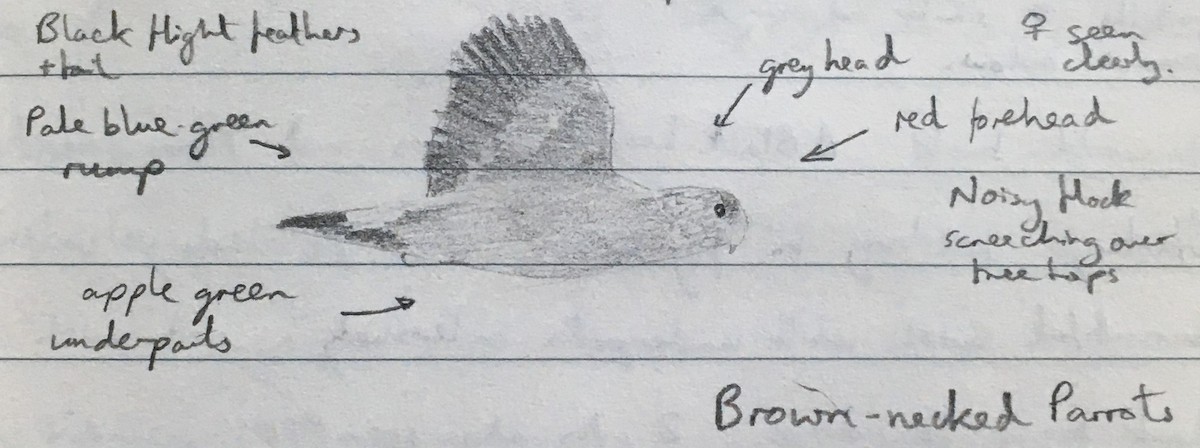 Perroquet à cou brun (suahelicus) - ML277603701