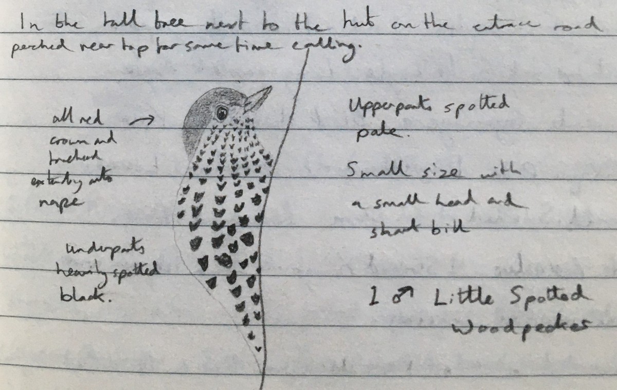 Green-backed Woodpecker (Spot-backed) - Andy Parkes