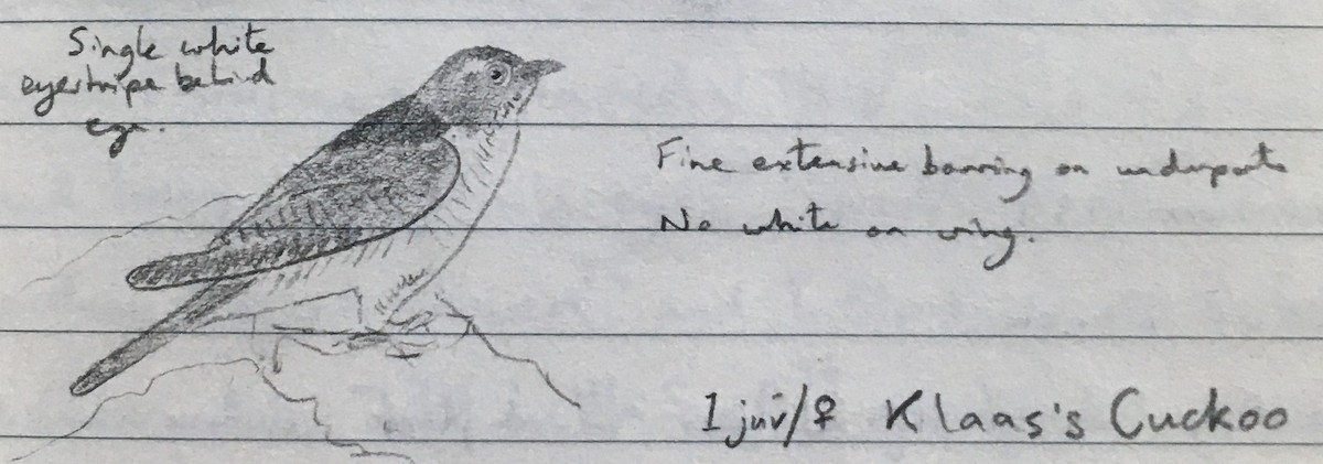 Klaas's Cuckoo - ML277606471