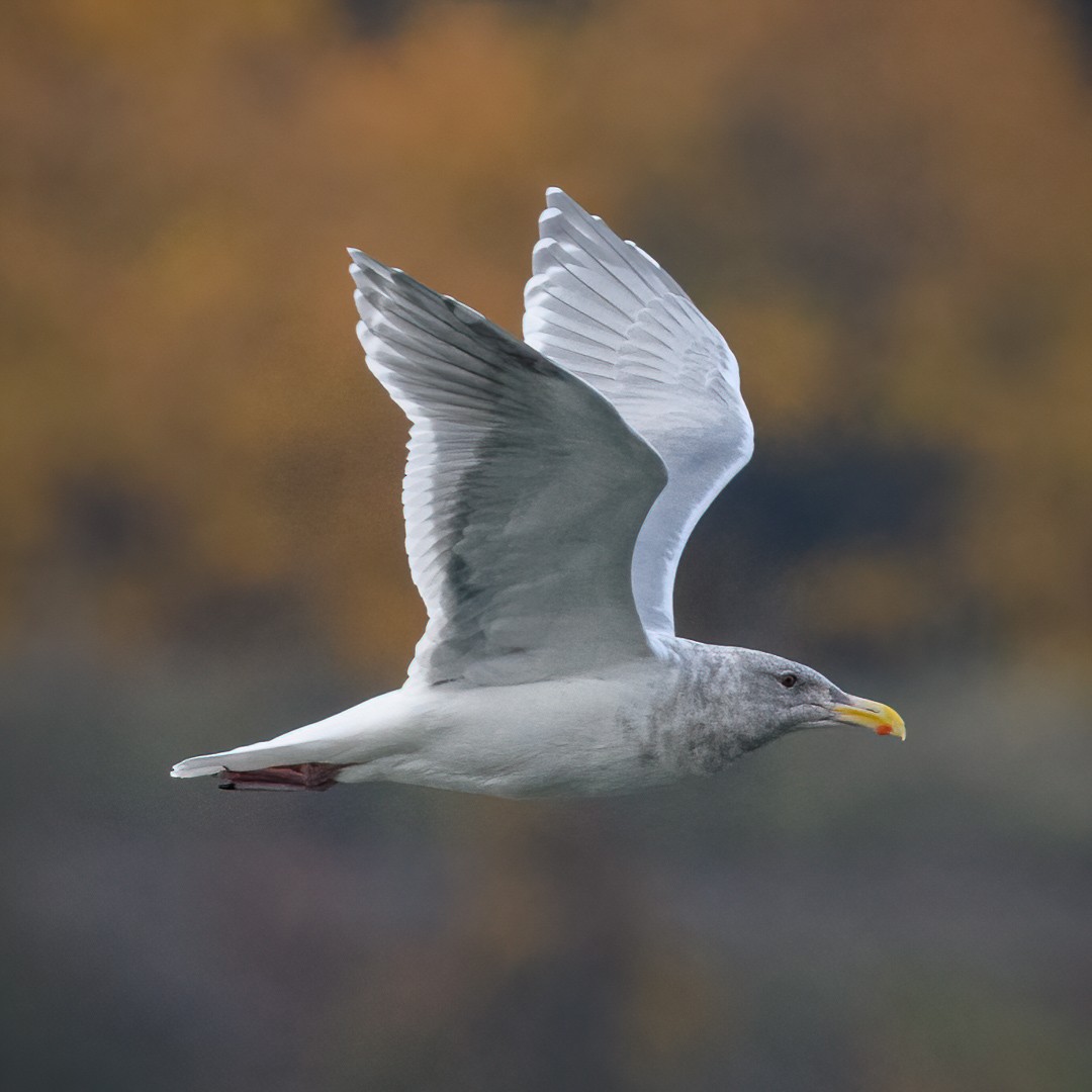 Glaucous-winged Gull - ML277608581