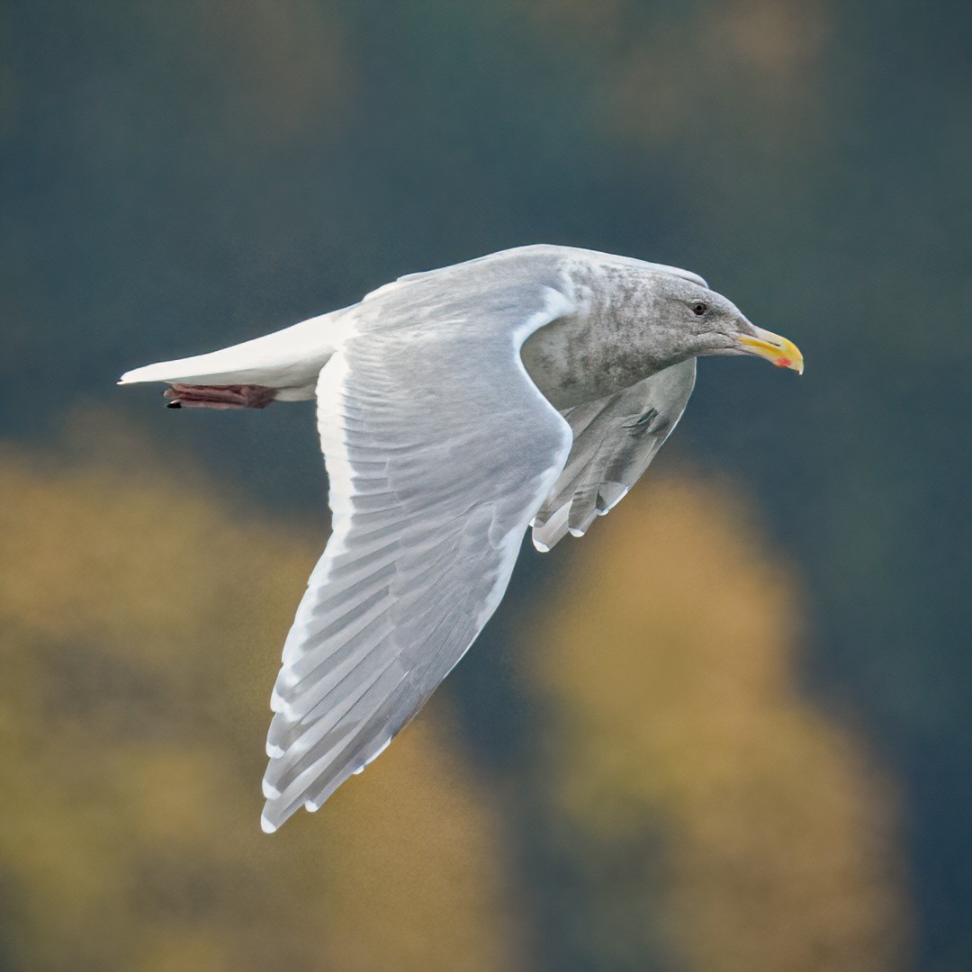 Glaucous-winged Gull - ML277608701