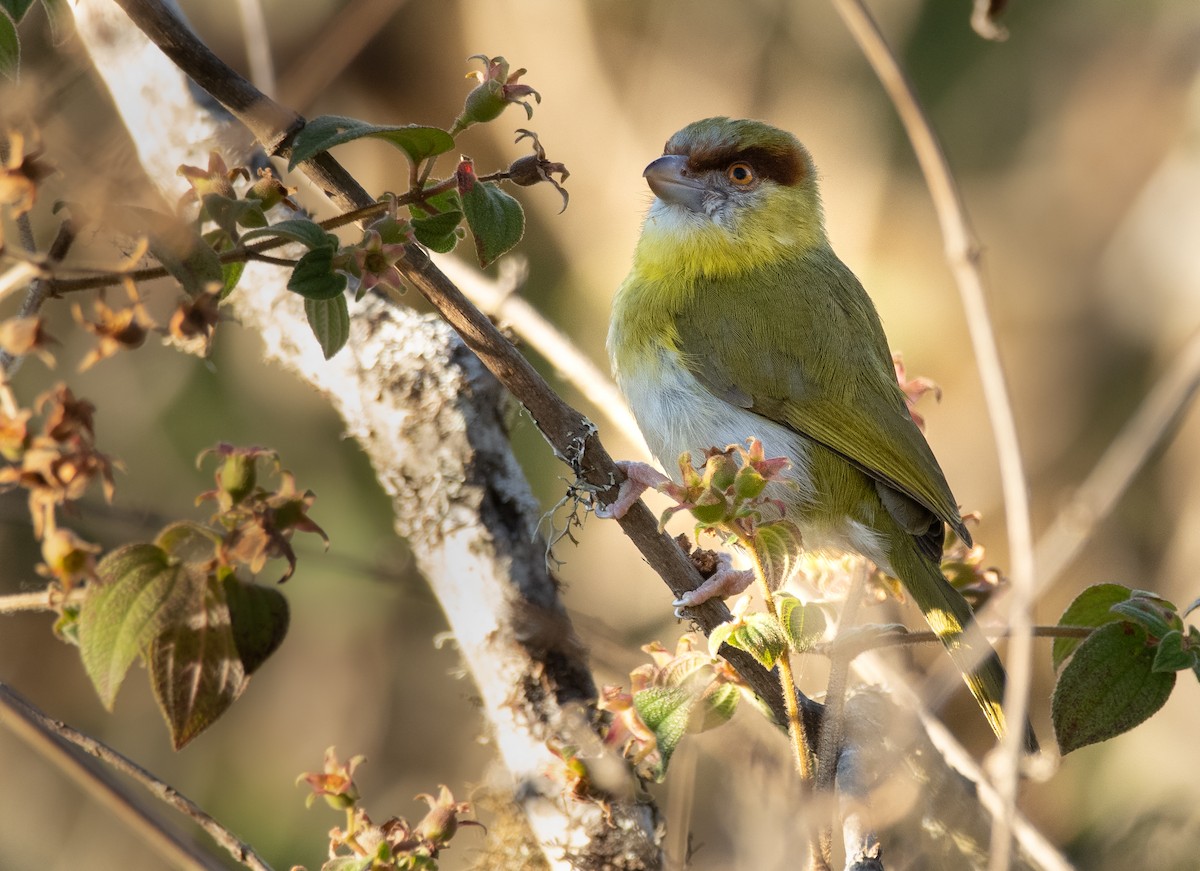 Rufous-browed Peppershrike - ML277608841