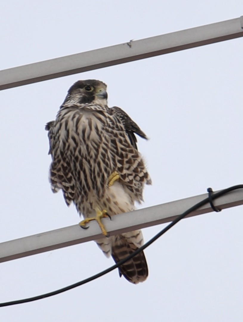 Peregrine Falcon - ML277609181