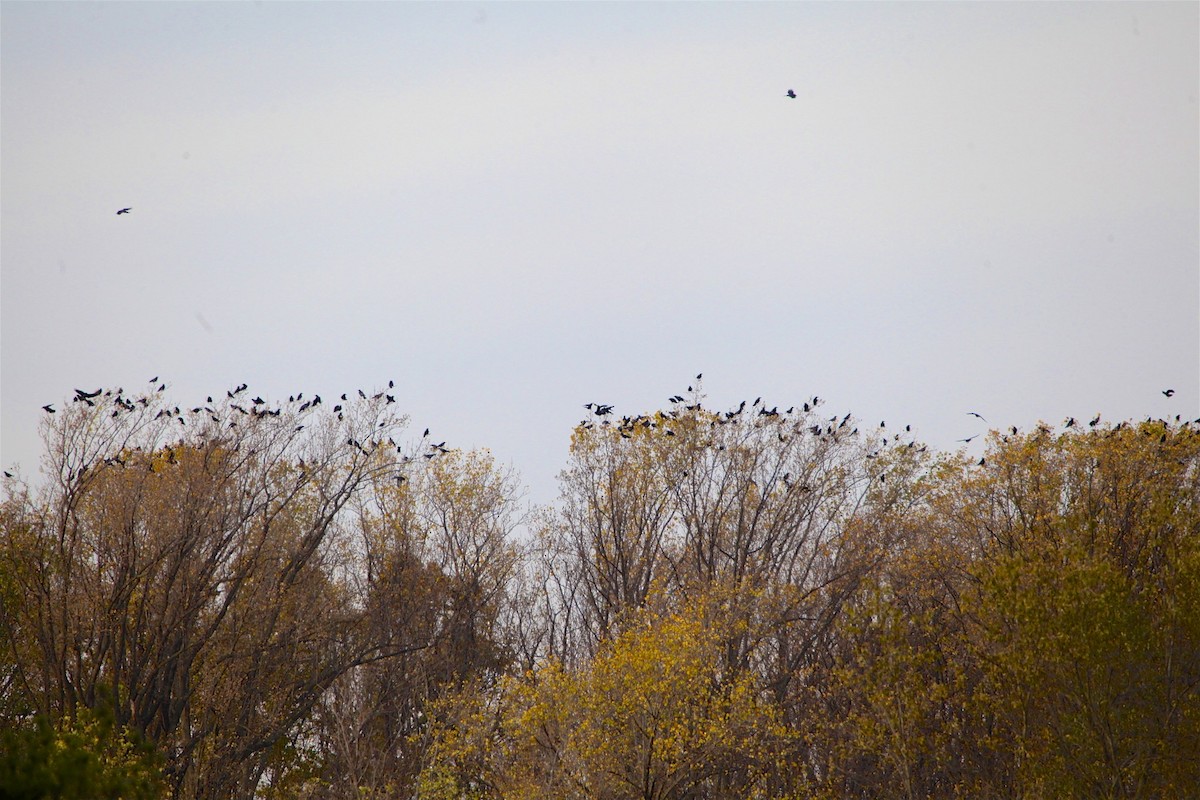 American Crow - ML277611181