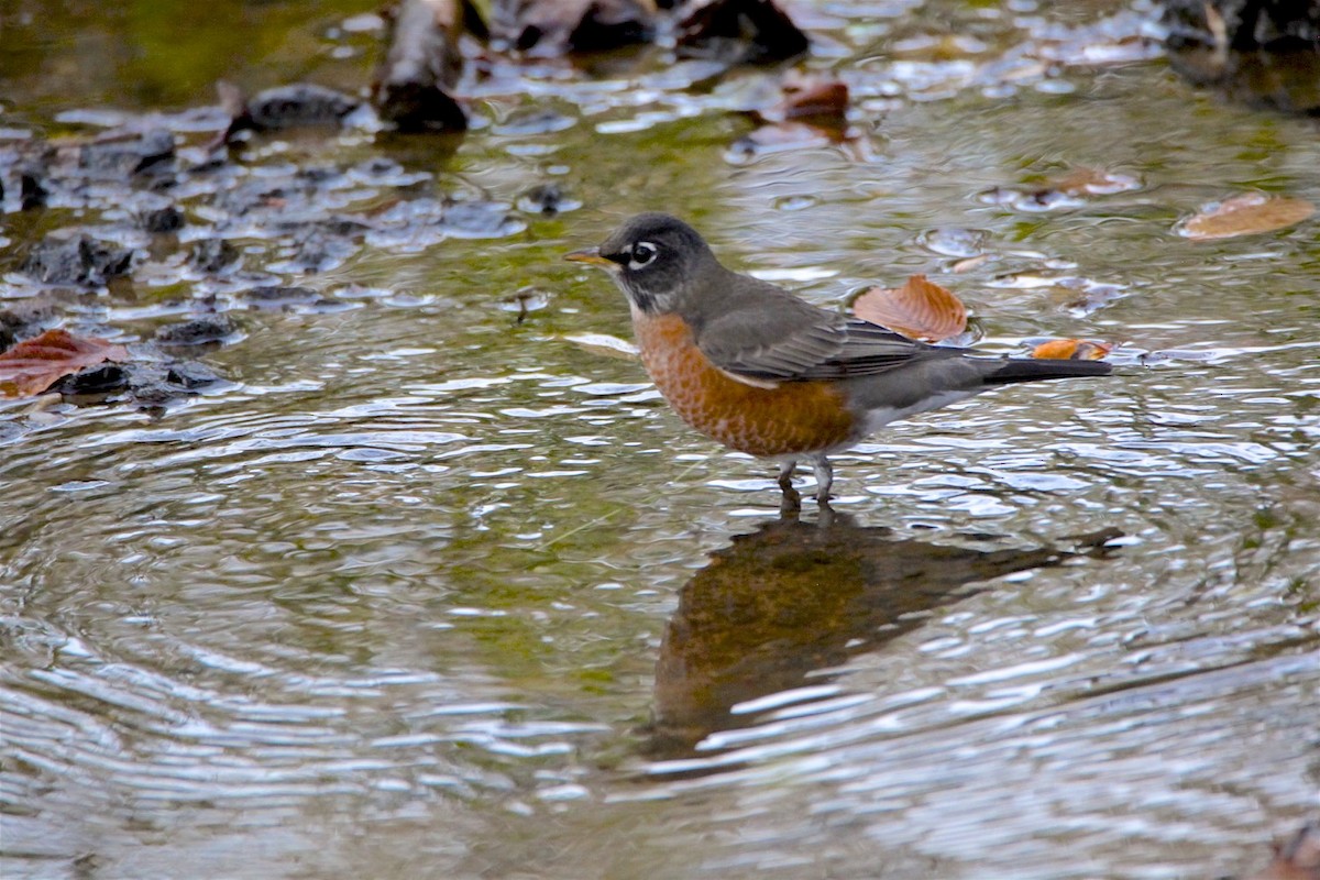 American Robin - Vickie Baily