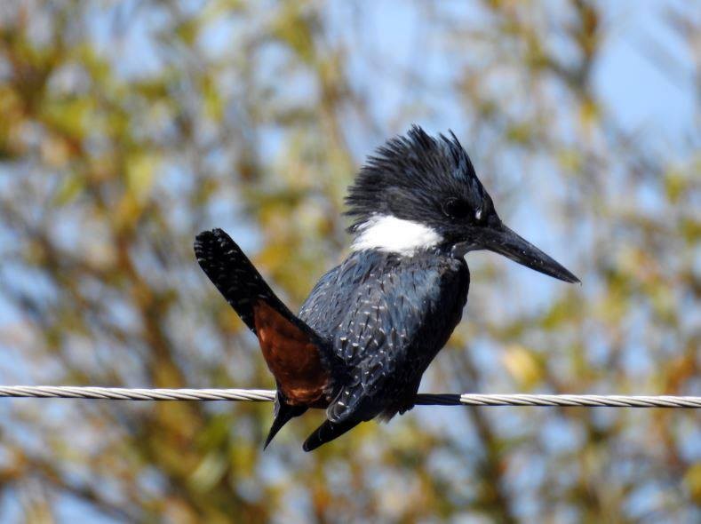 Ringed Kingfisher - ML277611551