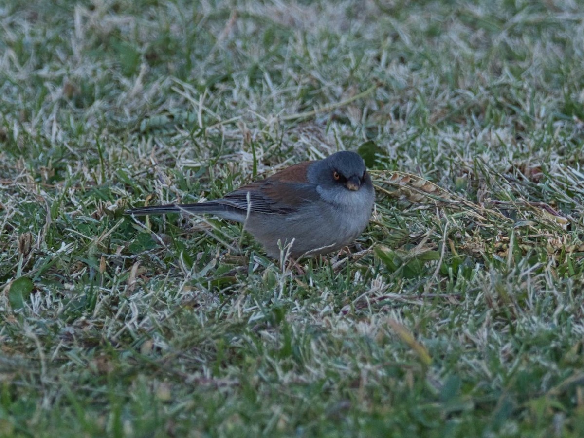 Yellow-eyed Junco - Eric Carpenter