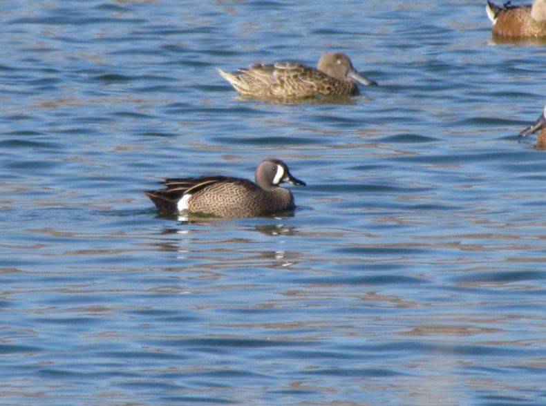 Blue-winged Teal - Marcio Kerbage