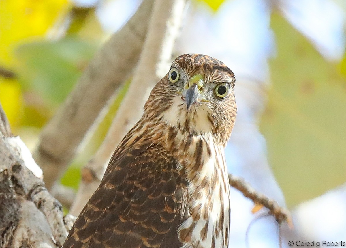 Cooper's Hawk - ML277615561