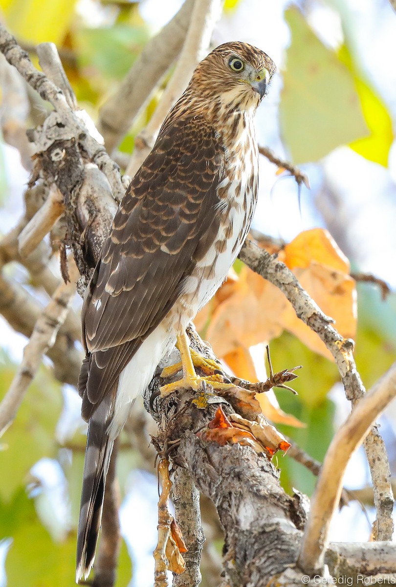 Cooper's Hawk - ML277615581