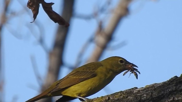 להבית אדומה - ML277617141