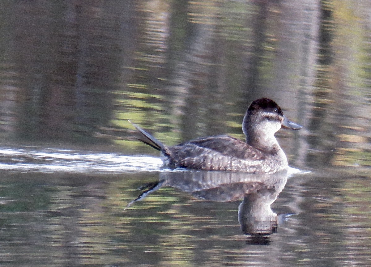 Ruddy Duck - ML277617481