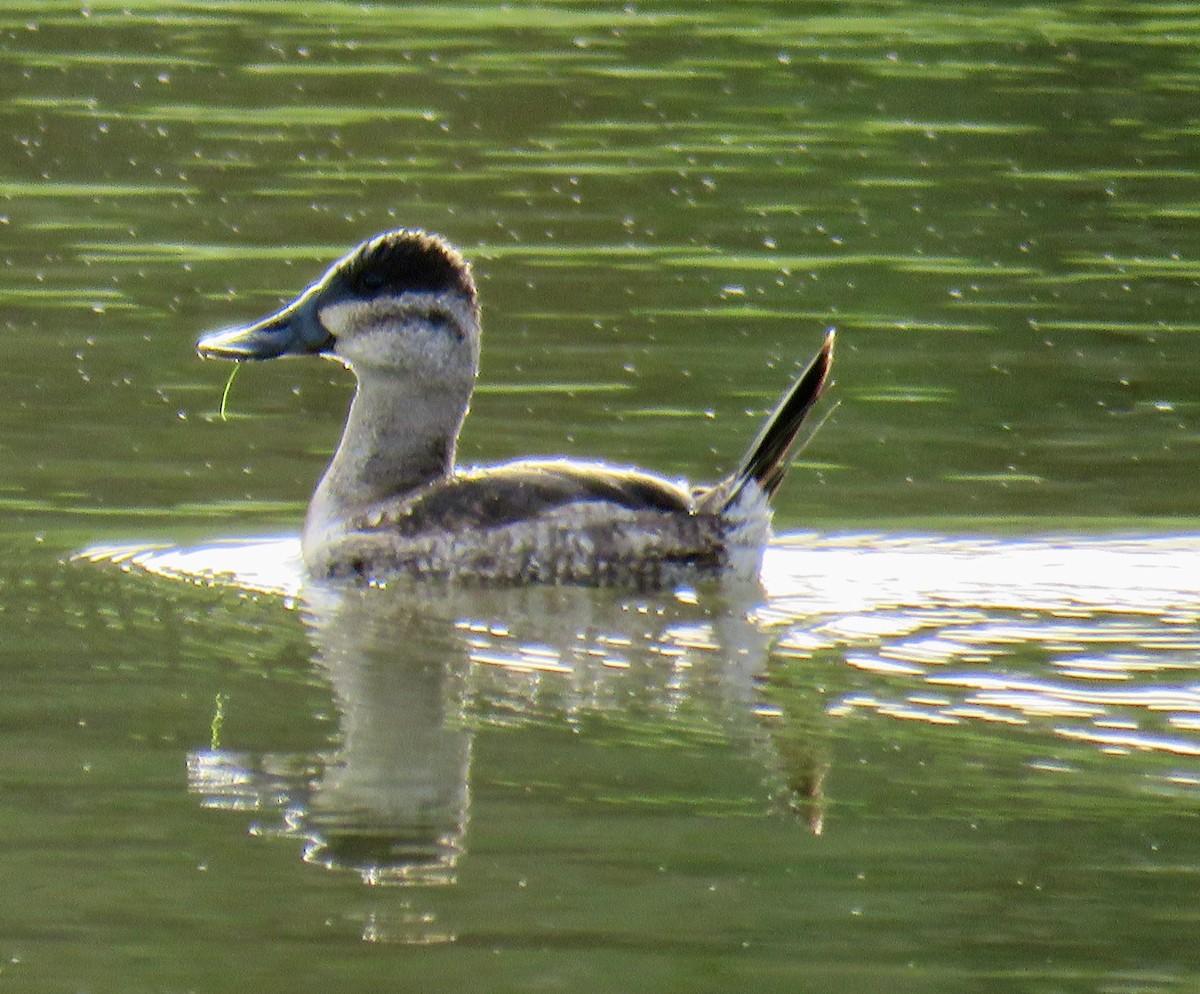 Ruddy Duck - ML277619231