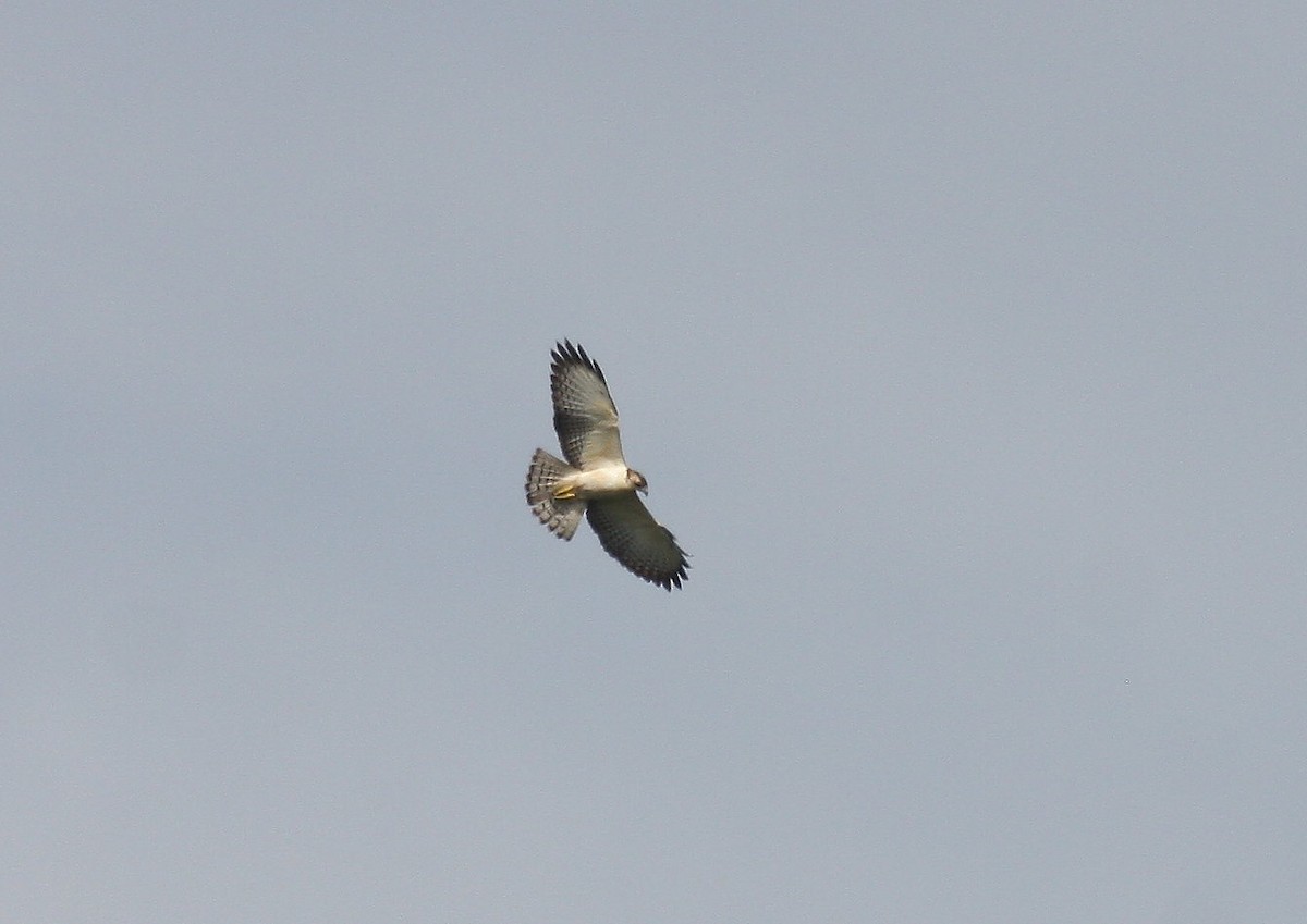 Short-tailed Hawk - ML277619311