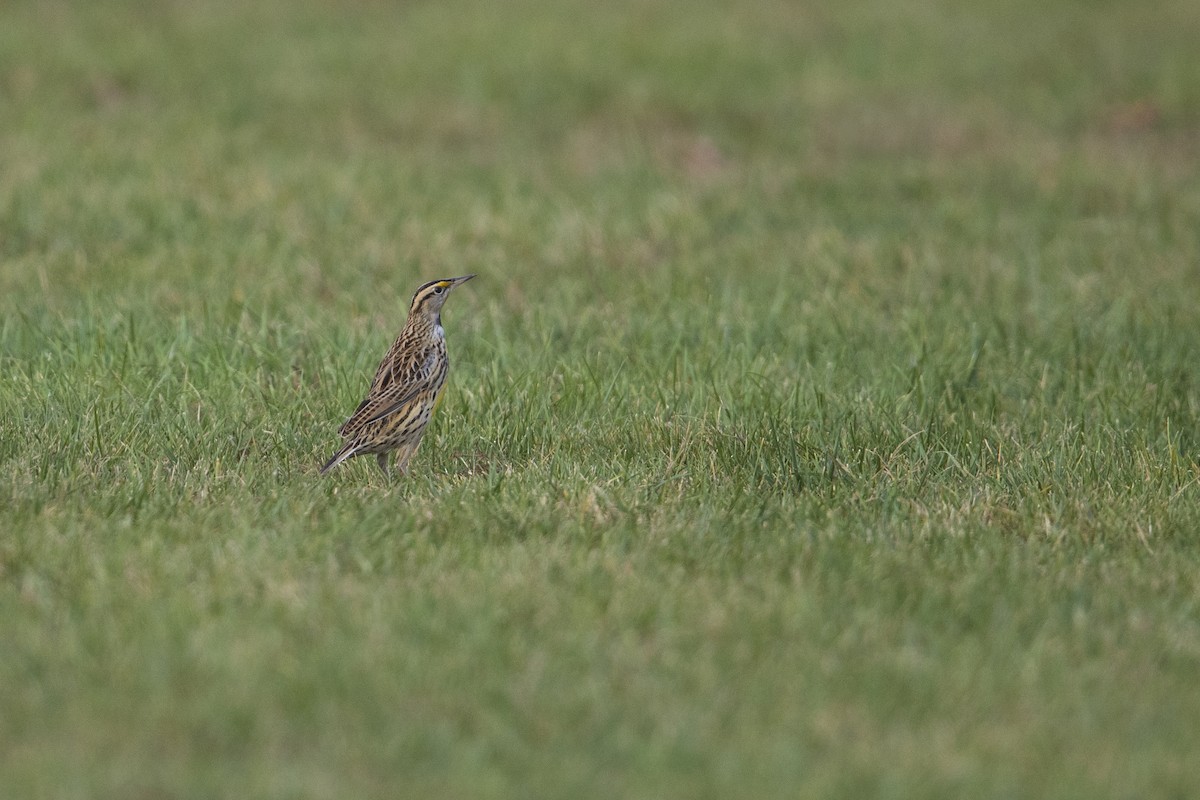 Eastern Meadowlark - ML277620111