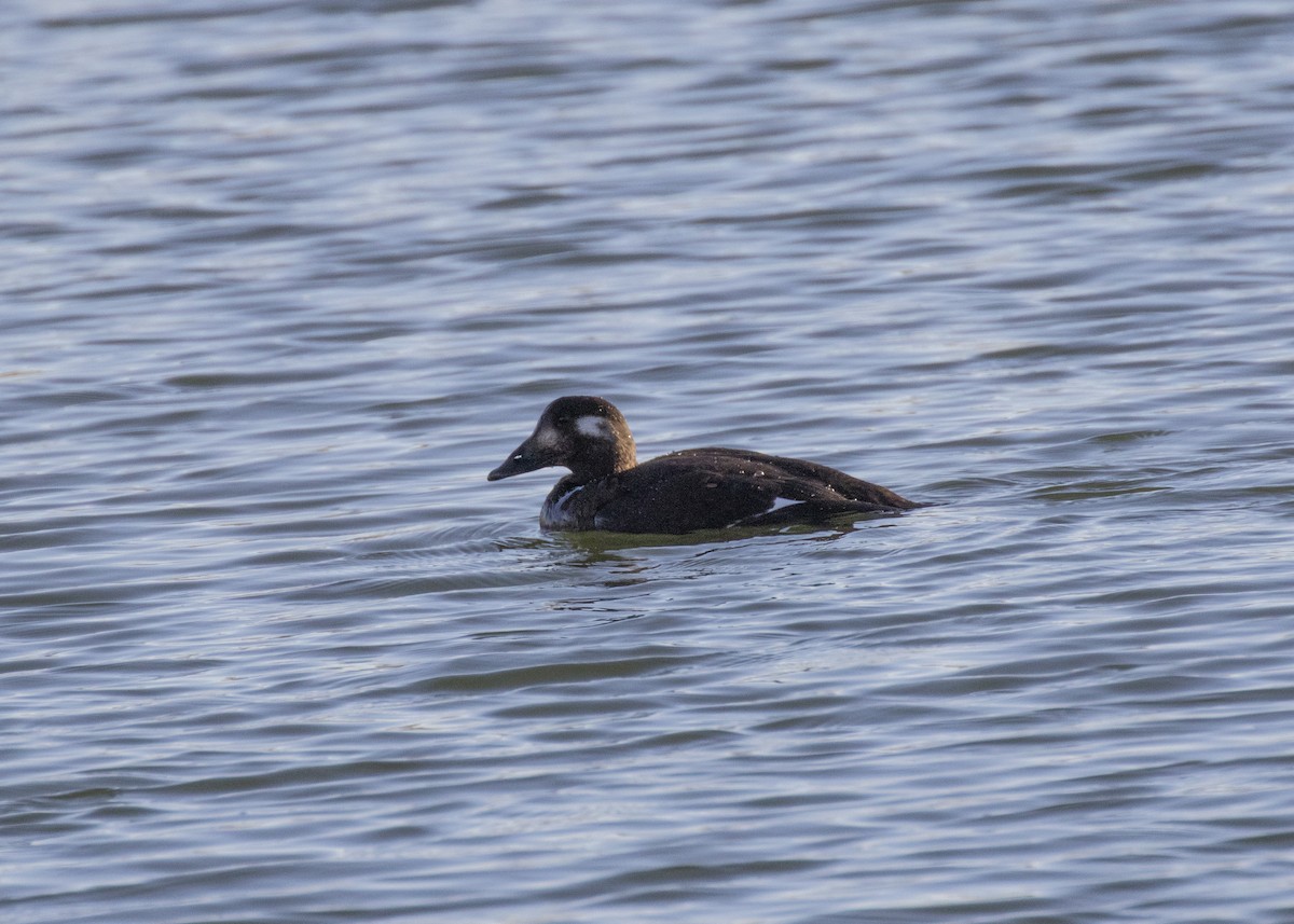 White-winged Scoter - ML277620391