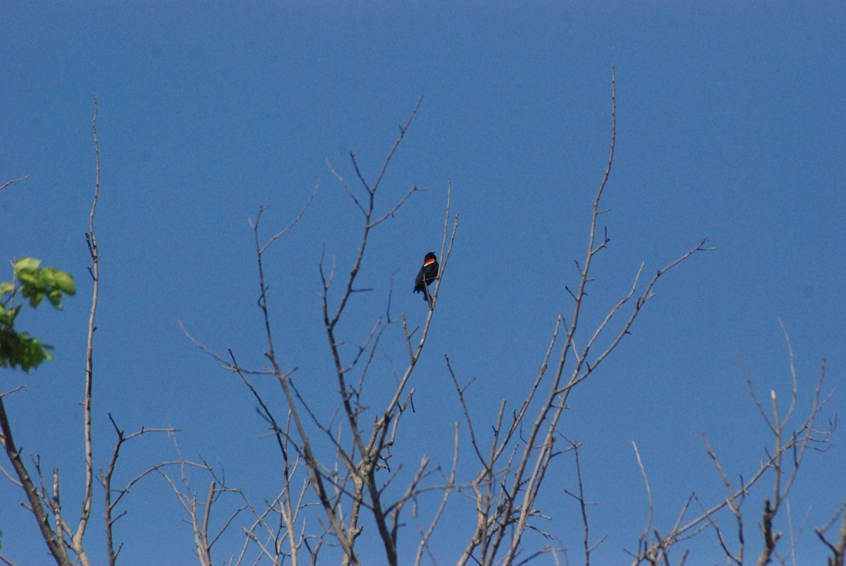 Red-winged Blackbird - ML27762111