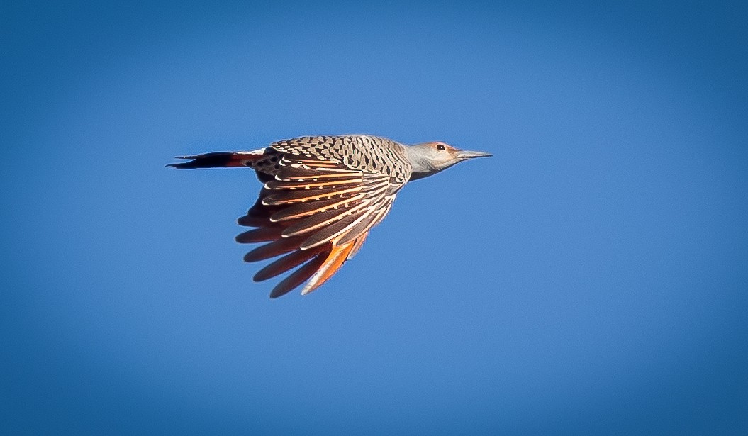 Northern Flicker (Red-shafted) - Sylvia Wright