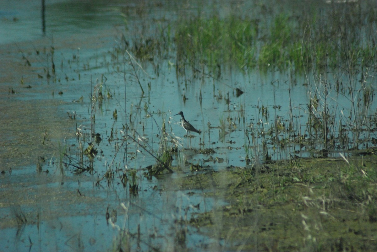 Lesser Yellowlegs - Karissa Rayburn