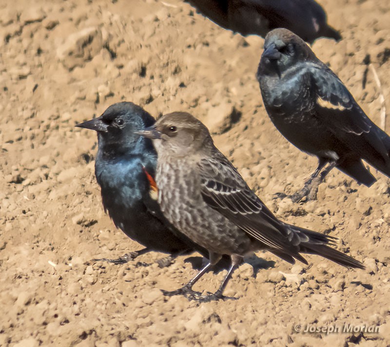 Tricolored Blackbird - ML277623911