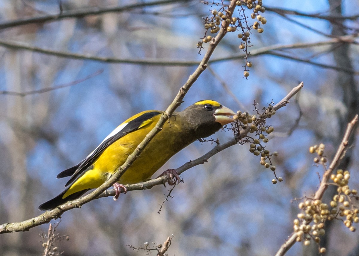 Evening Grosbeak - ML277624641