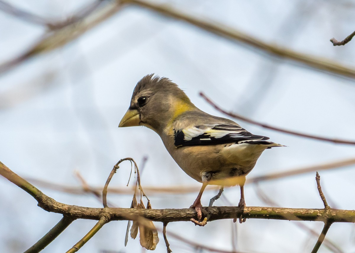 Evening Grosbeak - ML277624911