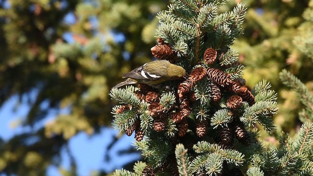 White-winged Crossbill - ML277625681