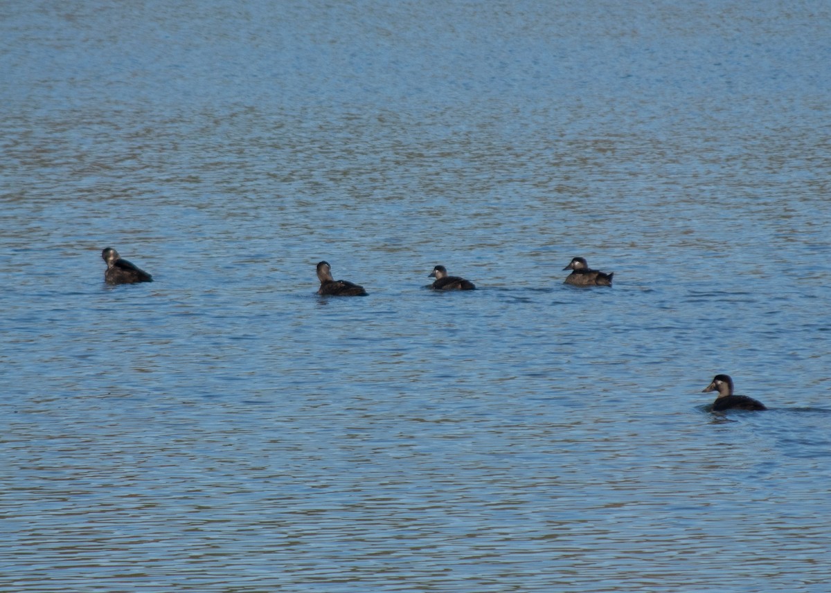 Surf Scoter - ML277625871